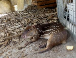 Paca