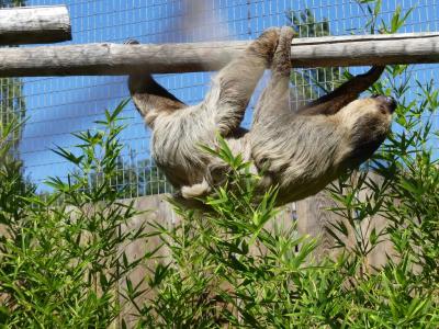 Paresseux à deux doigts - 2022