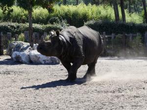 Rhinocéros indien