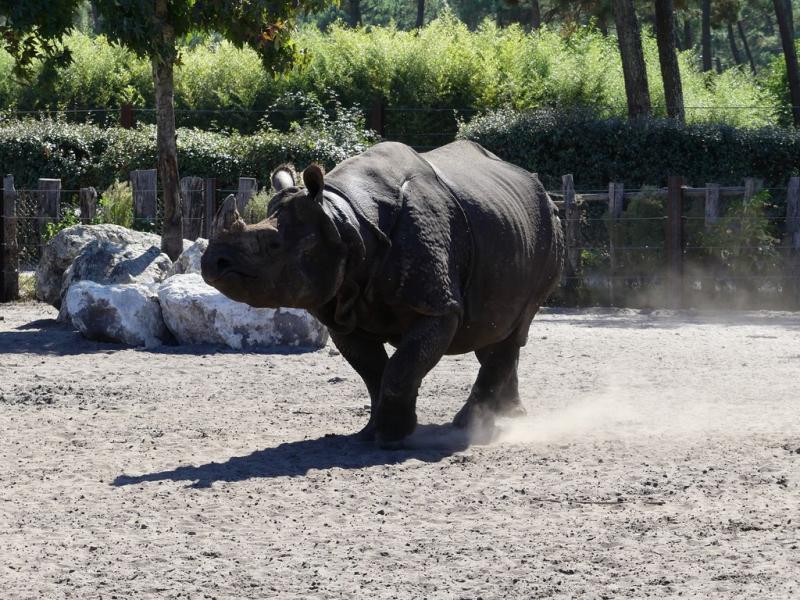 Rhinocéros indien