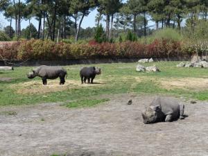 Rhinocéros noir