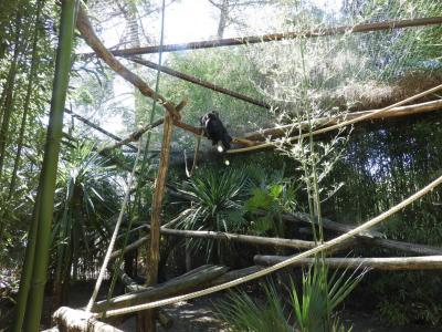 Singe hurleur - 2022