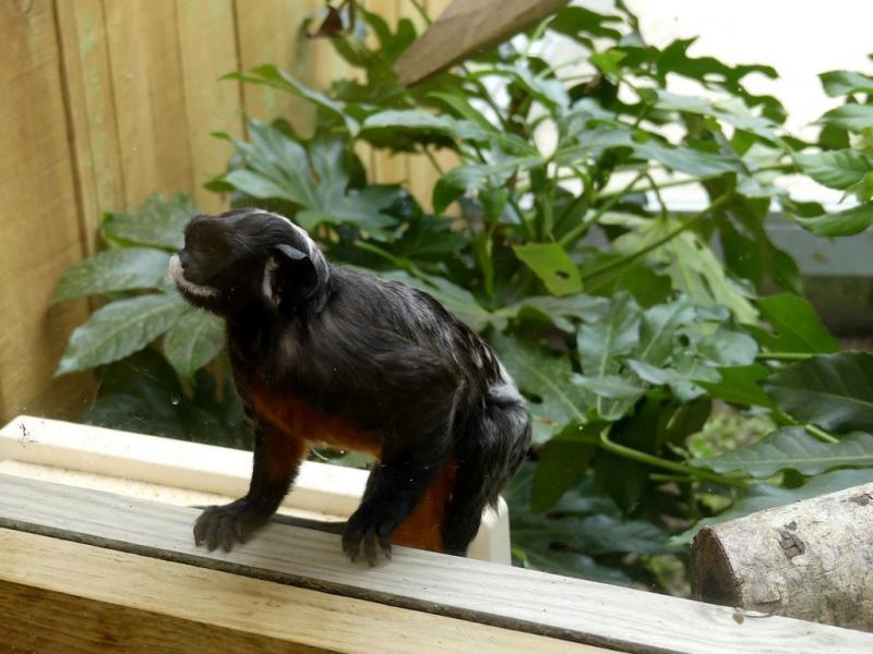 Tamarin labié