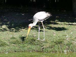 Tantale ibis