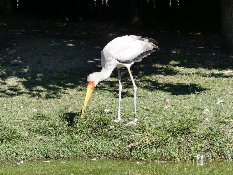 Tantale ibis