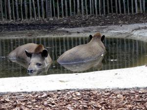 Tapir terrestre