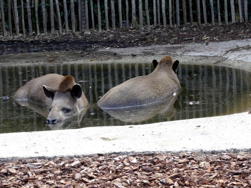 Tapir terrestre