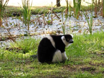 Vari à ceinture blanche - 2022
