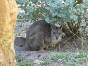 Wallaby de Parma