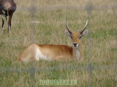 Cobe lechwe - 2010
