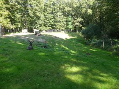 Bouquetin des Alpes - 2020