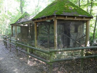 Genette d'Europe - 2020