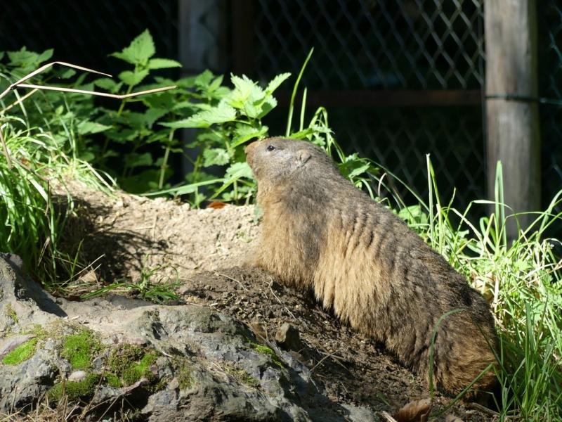 Marmotte