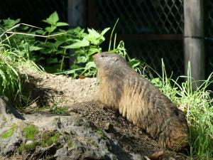 Marmotte
