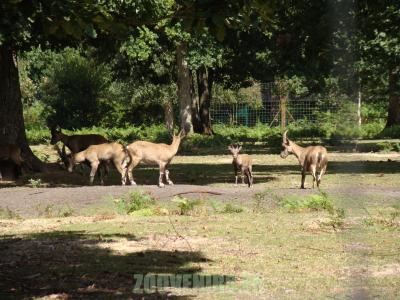 Bouquetin des Alpes - 2010