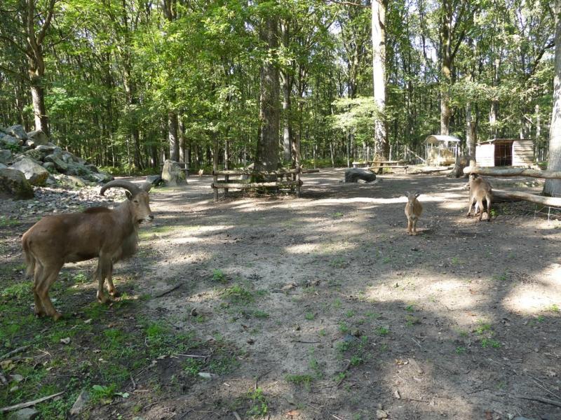 Mouflon à manchettes