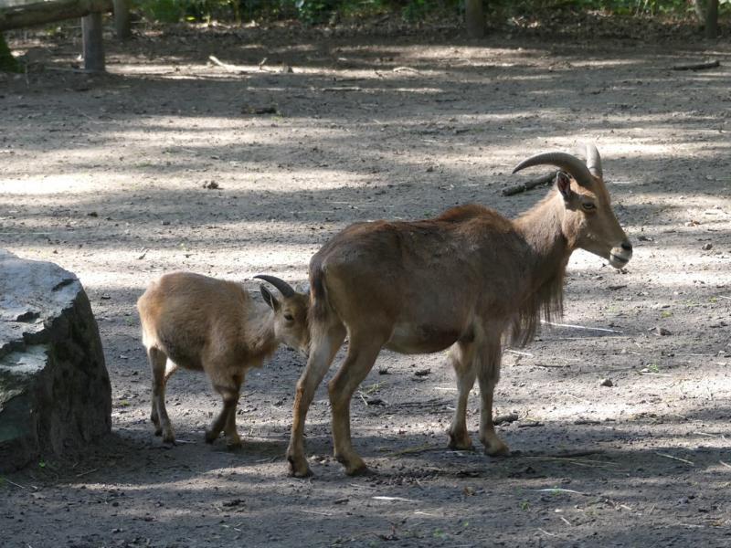 Mouflon à manchettes