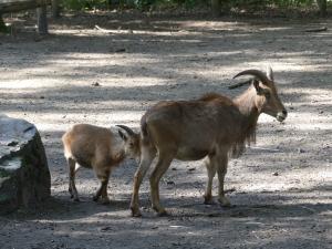 Mouflon à manchettes