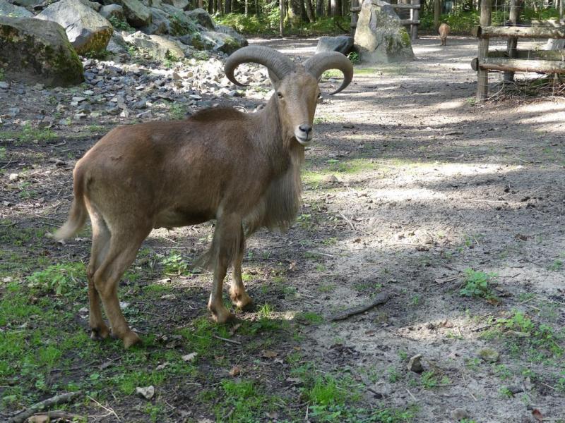 Mouflon à manchettes