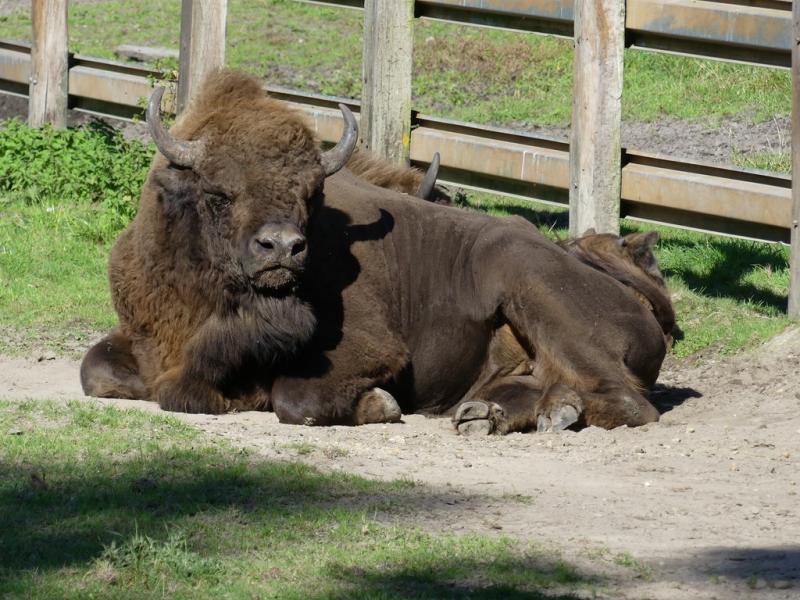Bison d'Europe