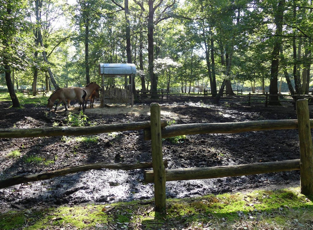 Cheval de Przewalski - 2020