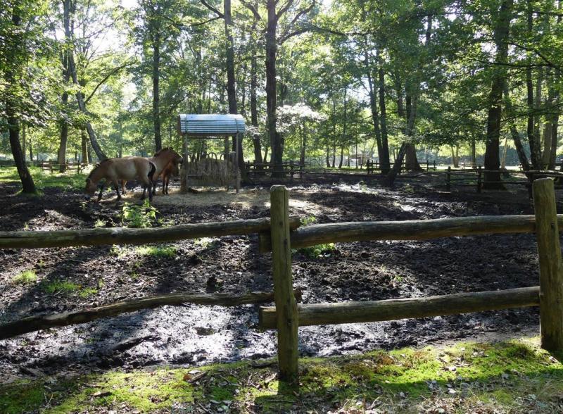 Cheval de Przewalski