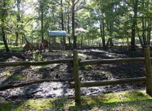 Cheval de Przewalski