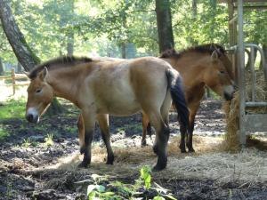 Cheval de Przewalski