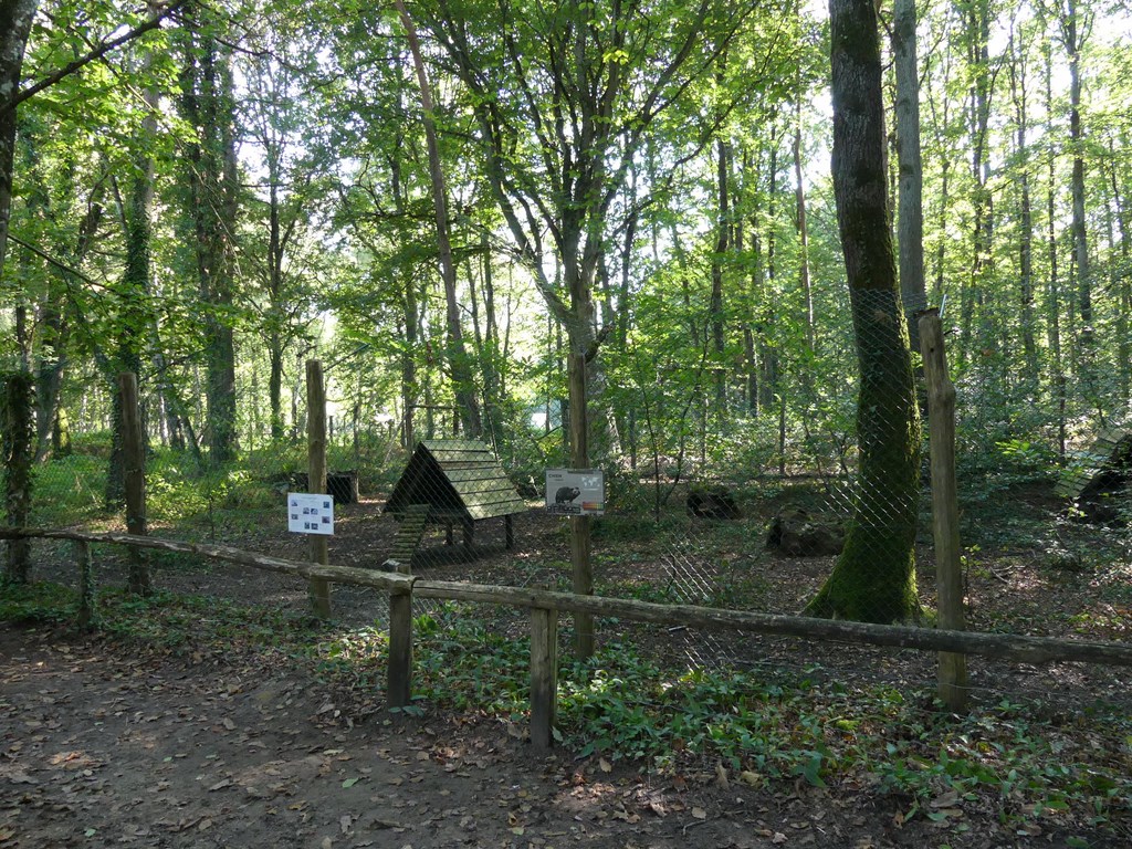 Chien viverrin - 2020