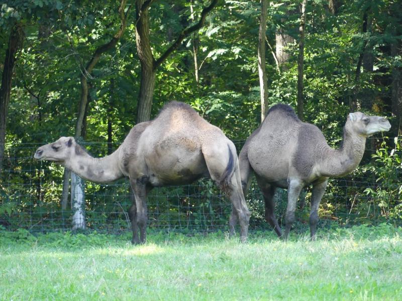 Dromadaire