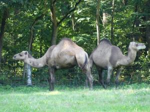 Dromadaire