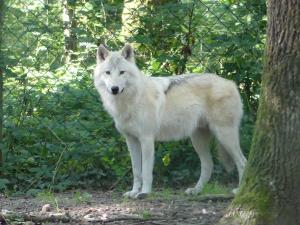 Loup arctique