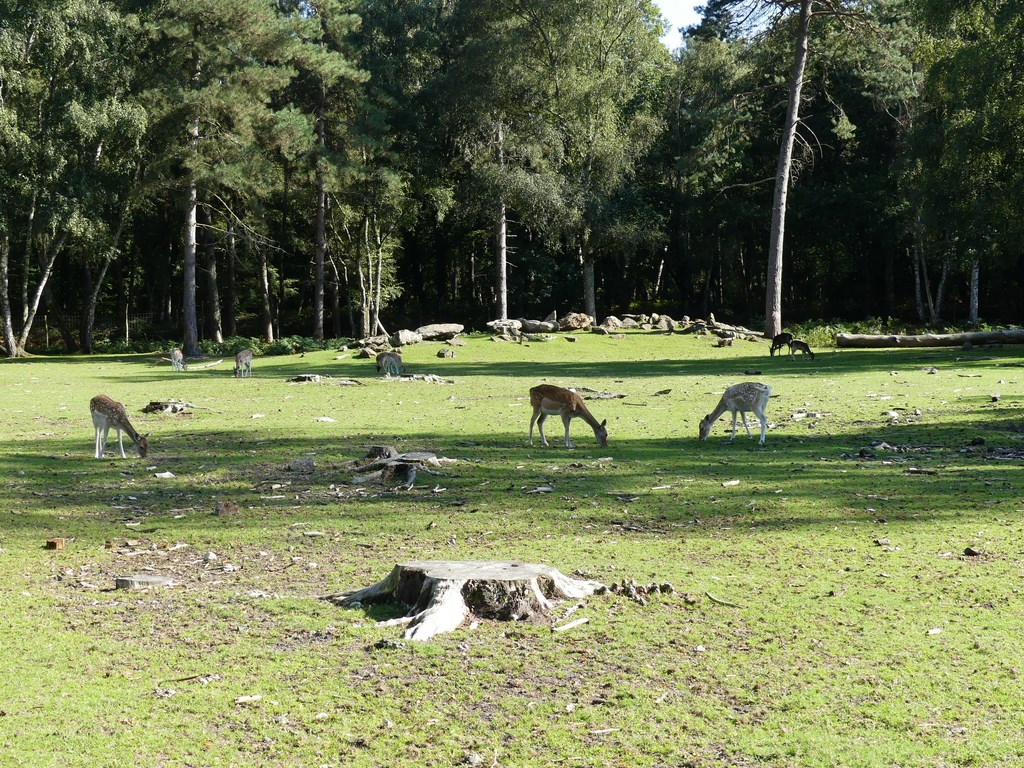 Mouflon de Corse - Daim d'Europe - 2020