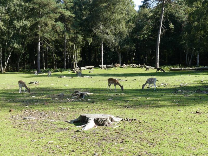 Mouflon de Corse - Daim d'Europe
