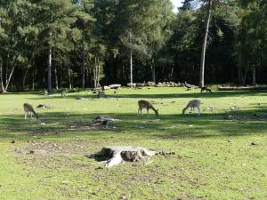 Mouflon de Corse - Daim d'Europe