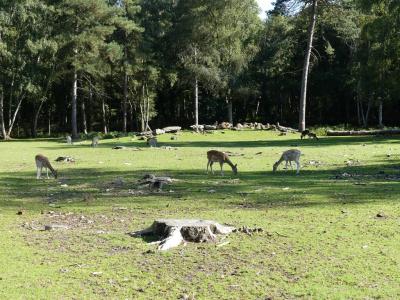 Mouflon de Corse - Daim d'Europe - 2020