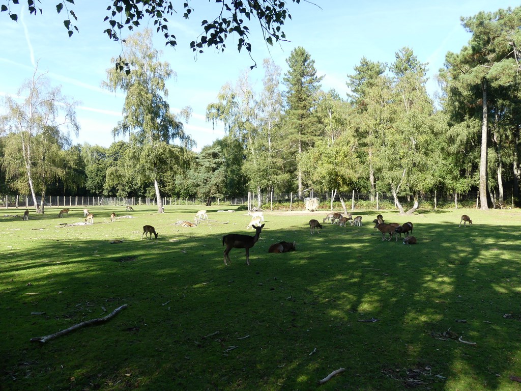 Mouflon de Corse - Daim d'Europe - 2020