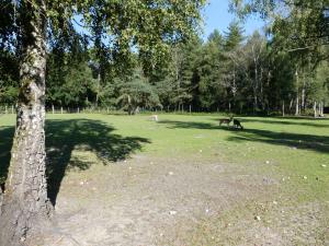 Mouflon de Corse - Daim d'Europe