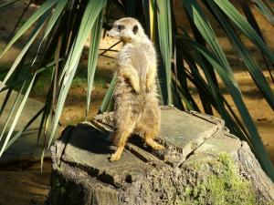 Suricate