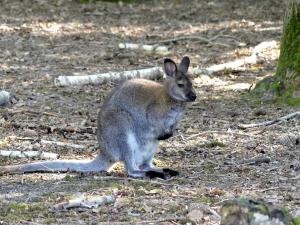 Wallaby de Bennett