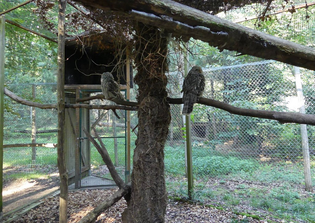 Chouette de l'Oural - 2020