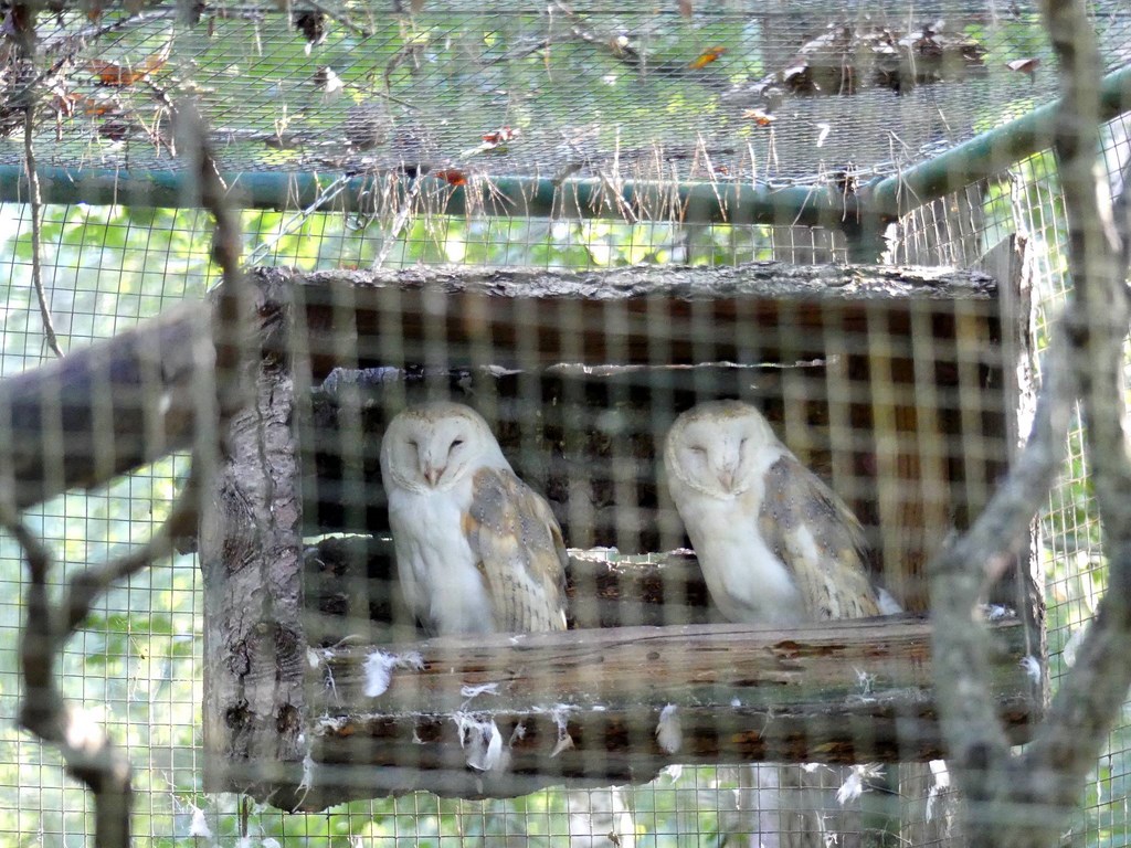 Chouette effraie - 2020