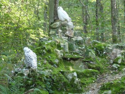 Harfang des neiges - 2020