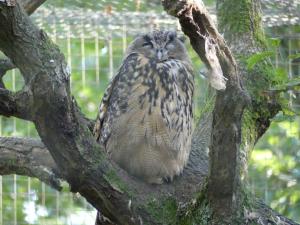 Hibou grand duc