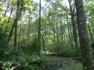 Hibou grand duc - 2020