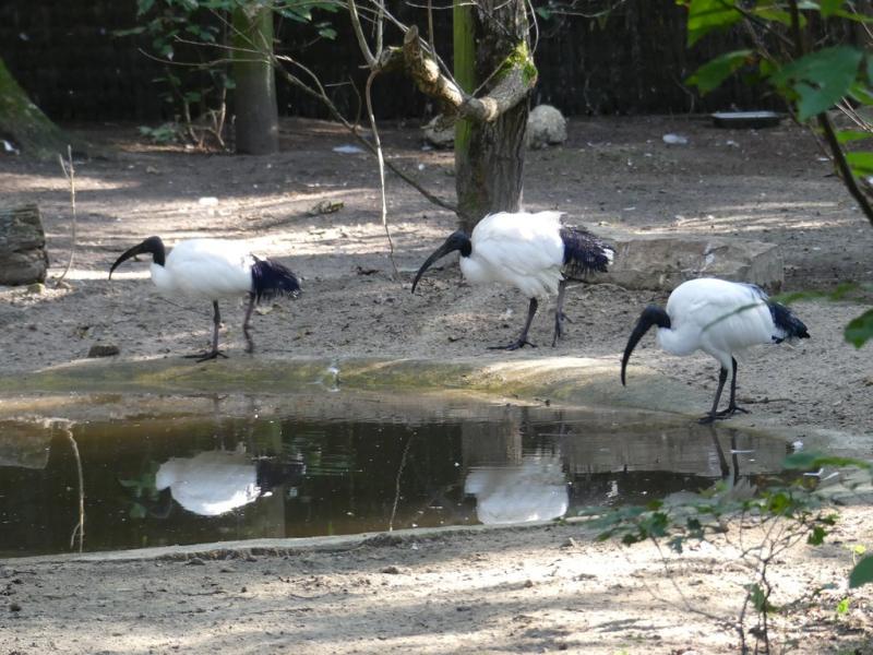 Ibis sacré