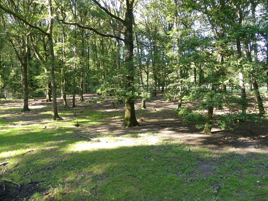 Loup gris commun - 2020