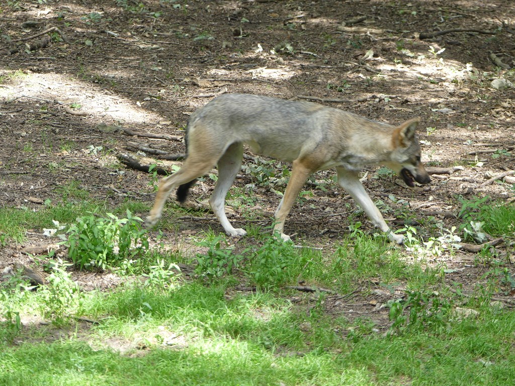 Loup gris commun - 2020