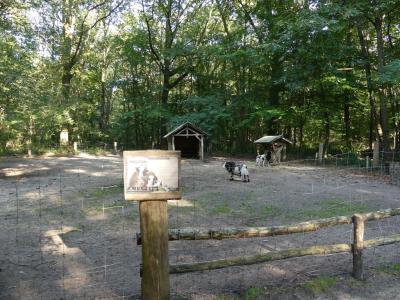 Mouton de Jacob - 2020