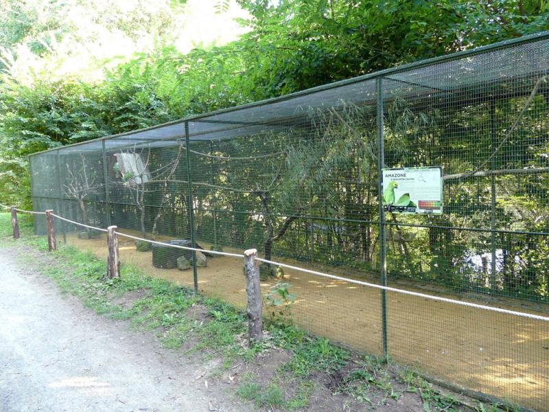 Amazone à épaules jaunes